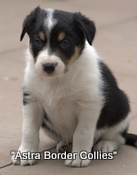 Jess pup number 7, Tricolour border collie puppy